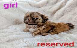 Shih Tzu dogs for sale: Imperial Shitzus - Image 7