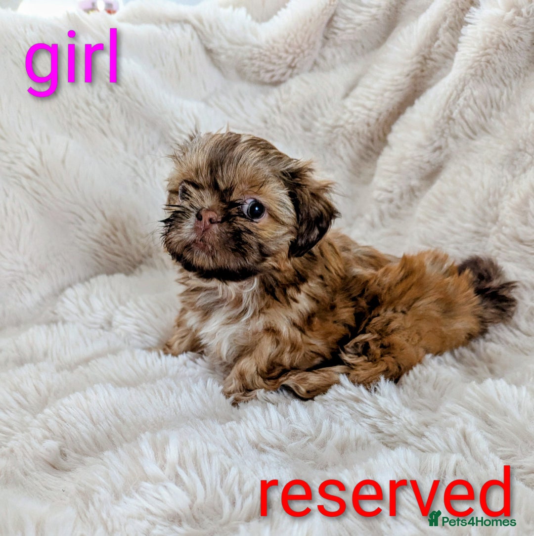 Shih Tzu dogs for sale: Imperial Shitzus - Image 7