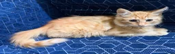Domestic Shorthair cats for sale: Cat for sale  - Advert 4