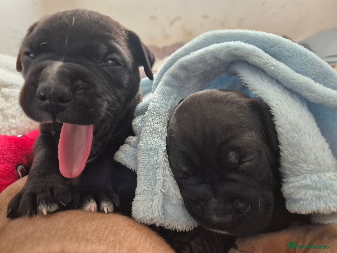 Mixed Breed dogs for sale: Bullmastiff x puppies 🐶  - Image 6