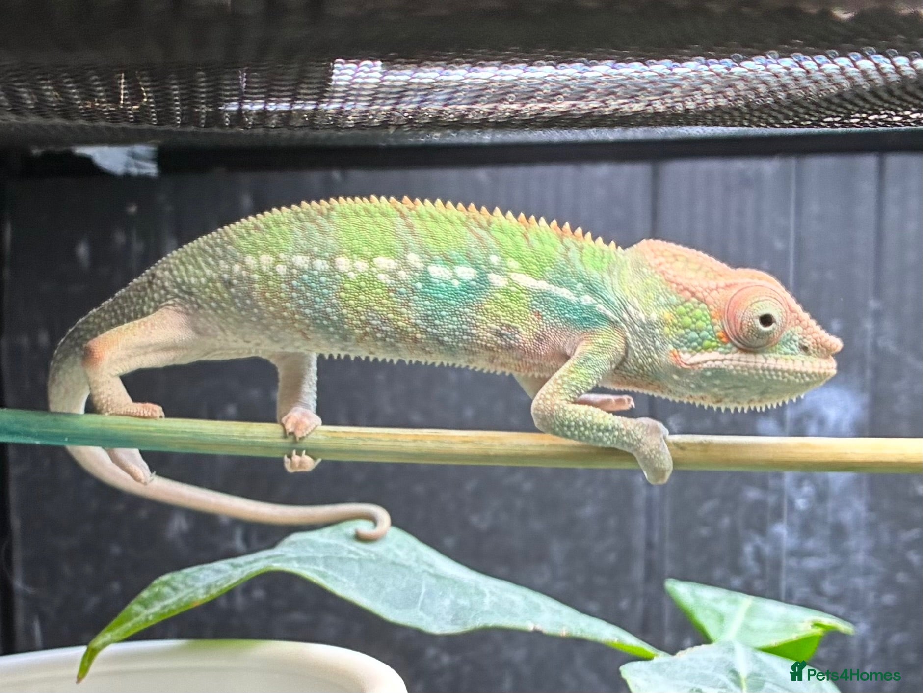Chameleon reptiles Ambilobe panther chameleon - Advert 2