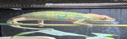Chameleon reptiles for sale: Ambilobe panther chameleon in South Ockendon - Advert 1