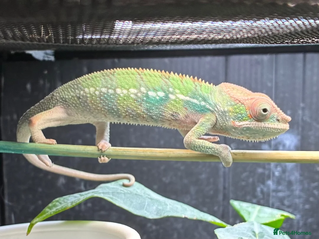 Chameleon reptiles for sale: Ambilobe panther chameleon in South Ockendon - Advert 1