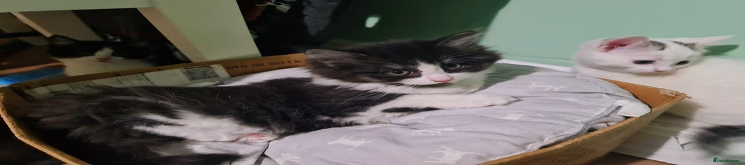 Fluffy