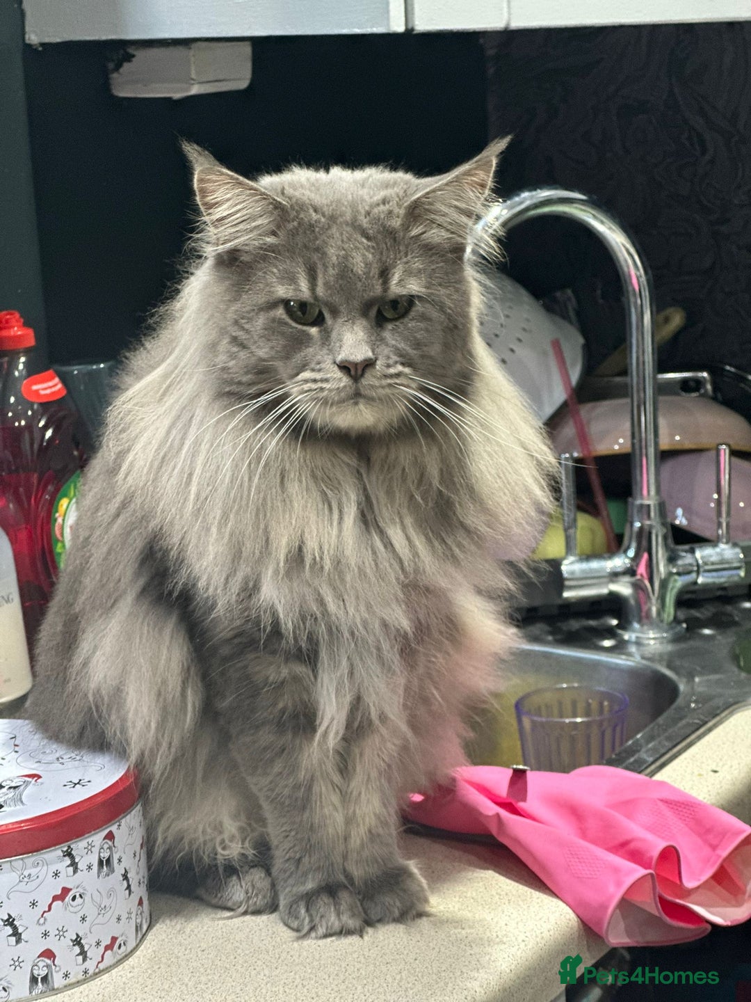 Maine Coon cats for sale: Mainecoon x  - Advert 5