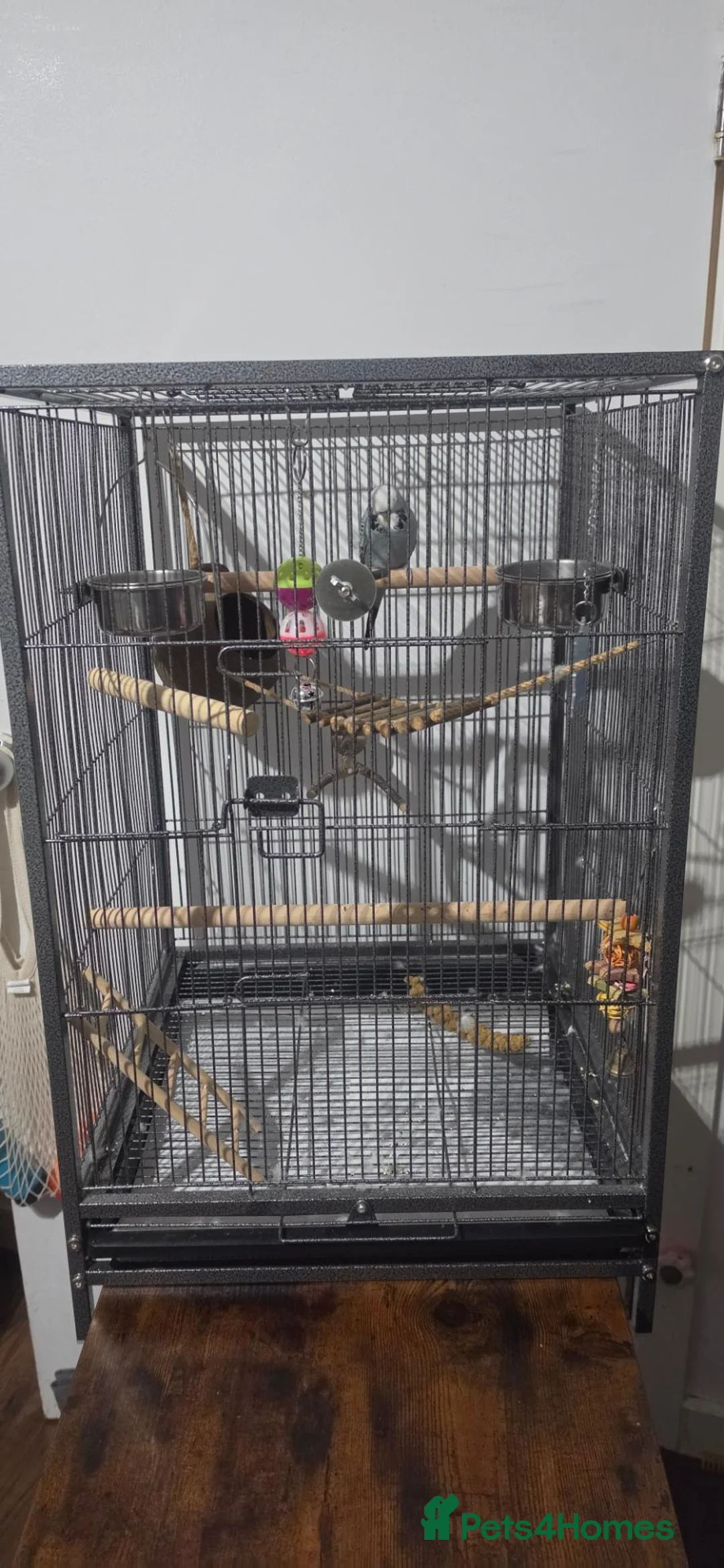 Budgerigars birds for sale: Male budgie, Over 1 years old - Advert 2