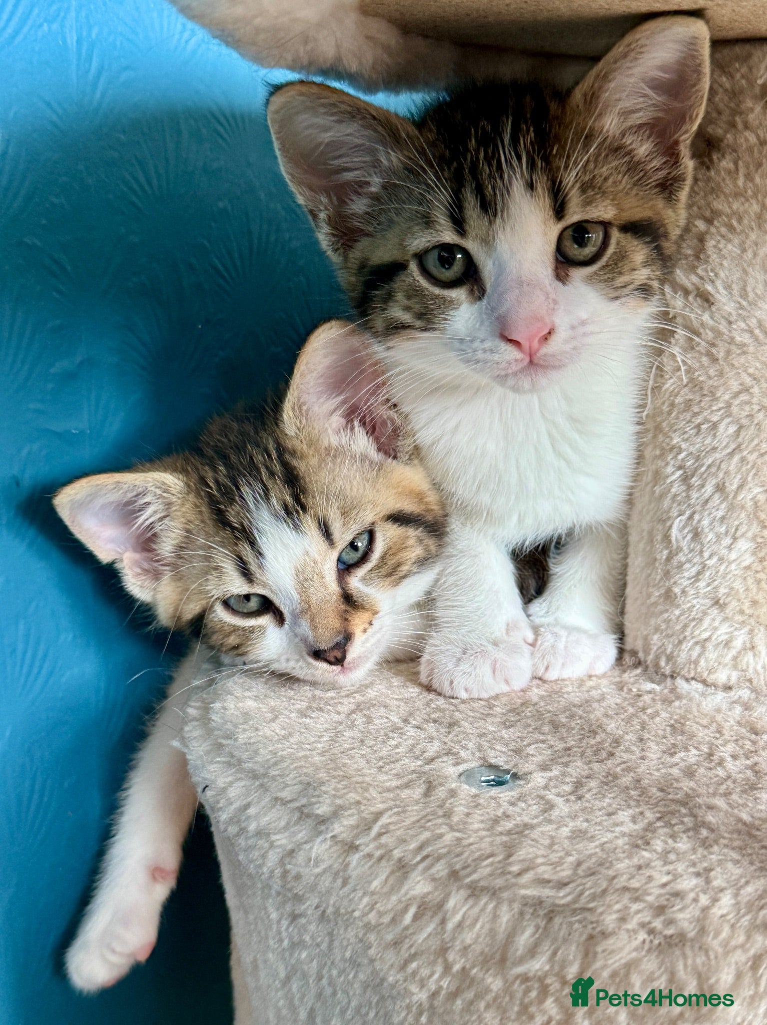 Mixed Breed cats Bonded pair of Tabby Kittens, Sulley and Boo. - Advert 13