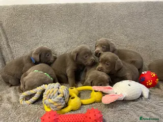 Labrador Retriever dogs Stunning silver Labradors - Advert 2