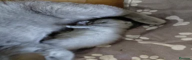 British Shorthair 2