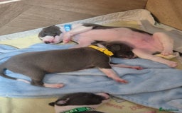 Whippet dogs for sale: Stunning KC Registered Blue Whippet Puppies - Image 20