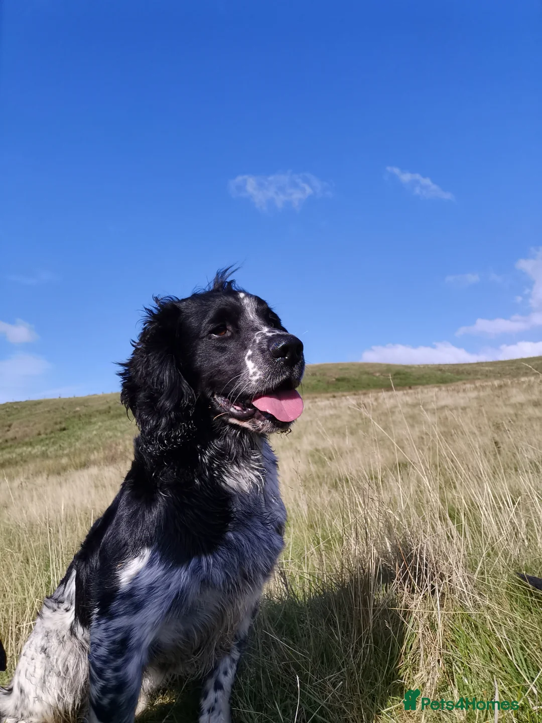 English Springer Spaniel dogs for stud: English Springer Spaniel For Stud - Health Tested in Kirriemuir - Advert 16
