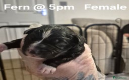 Border Collie dogs for sale: Border Collie pups - Image 3
