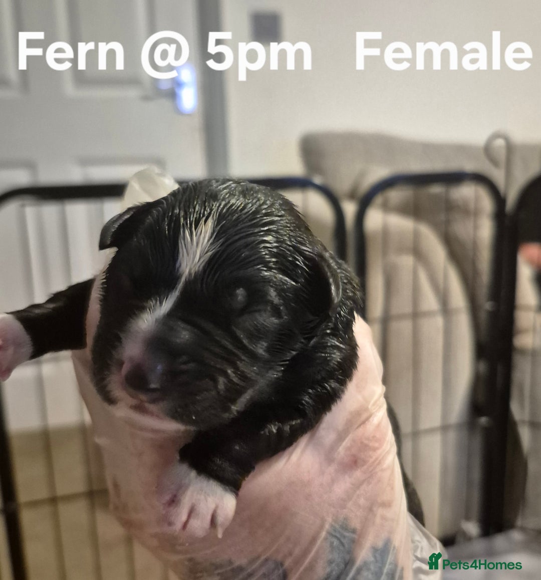 Border Collie dogs for sale: Border Collie pups - Image 3