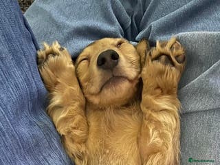 Miniature Dachshund dogs PRA Clear Mini Longhair Dachshunds English Cream - Advert 16