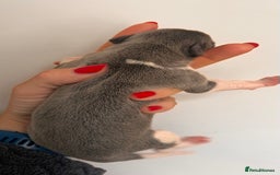 Whippet dogs for sale: Lovely petite Whippets - Image 33