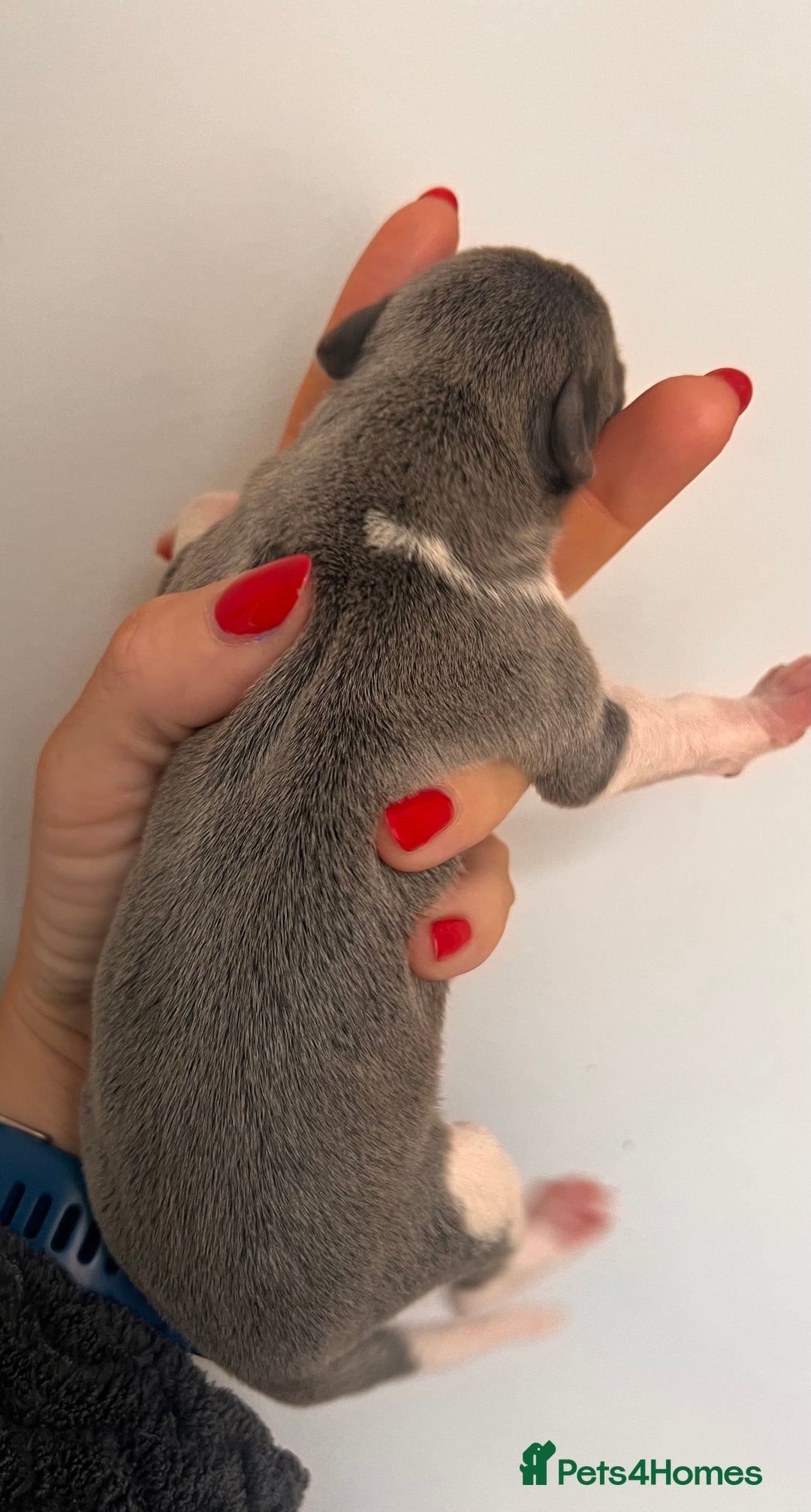Whippet dogs for sale: Lovely petite Whippets - Image 33