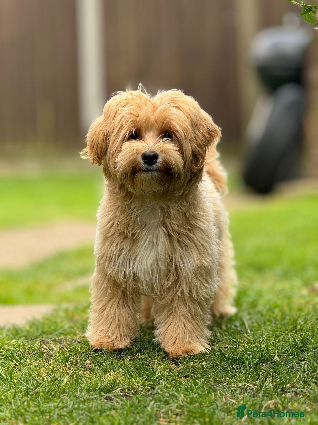 Maltipoo dogs for sale: Stunning Maltipoo puppies - Advert 7