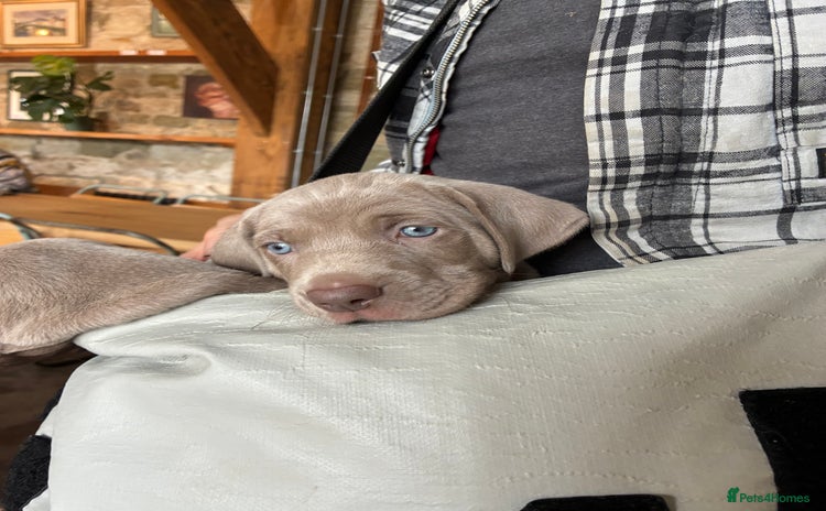 Weimaraner dogs - Advert 1