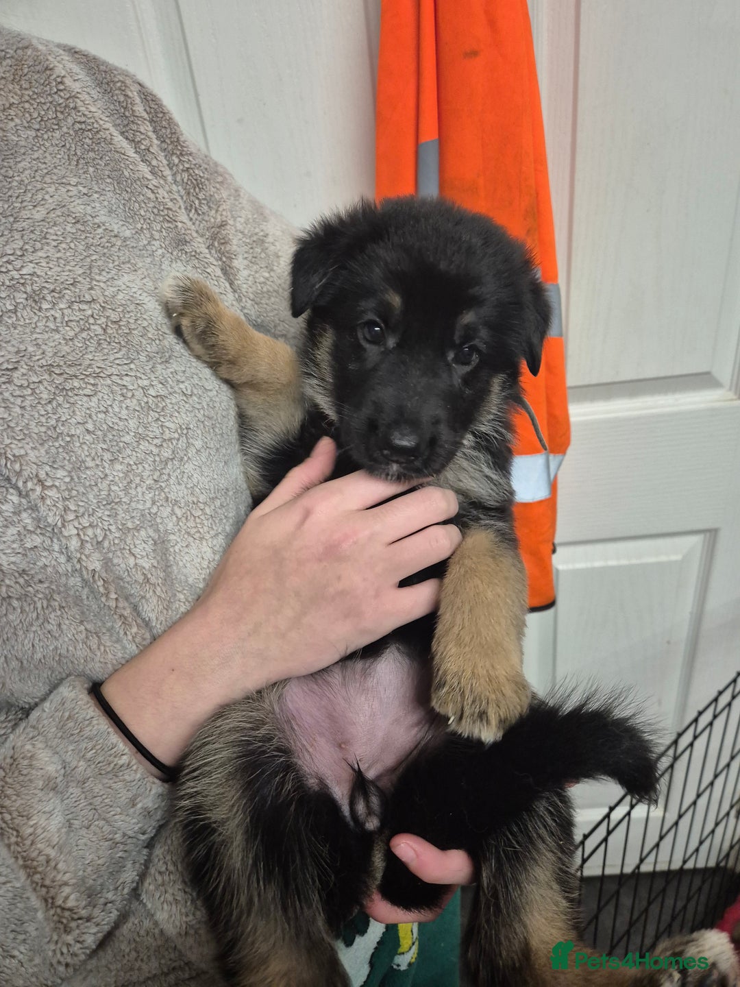 German Shepherd dogs for sale: German shepard puppies - Advert 28