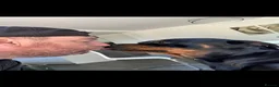 Rottweiler dogs for sale: German Rottweiler puppies  - Advert 28