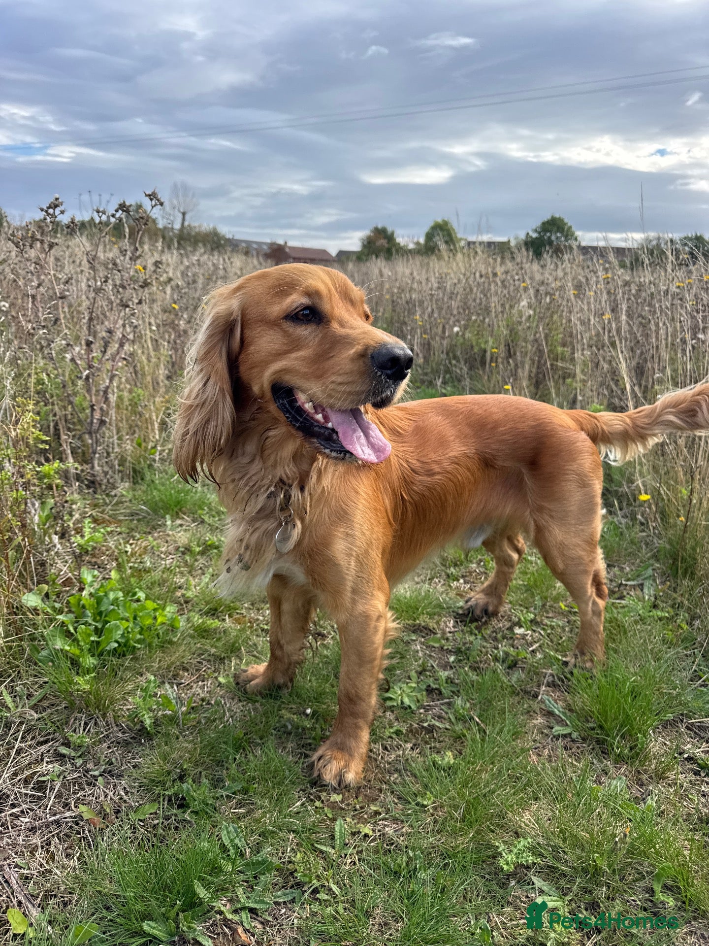 Cocker Spaniel dogs Handsome Golden Working Cocker for Stud KC Reg - Advert 1