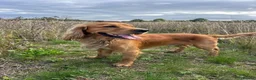Cocker Spaniel dogs for stud: Handsome Golden Working Cocker for Stud KC Reg - Advert 1