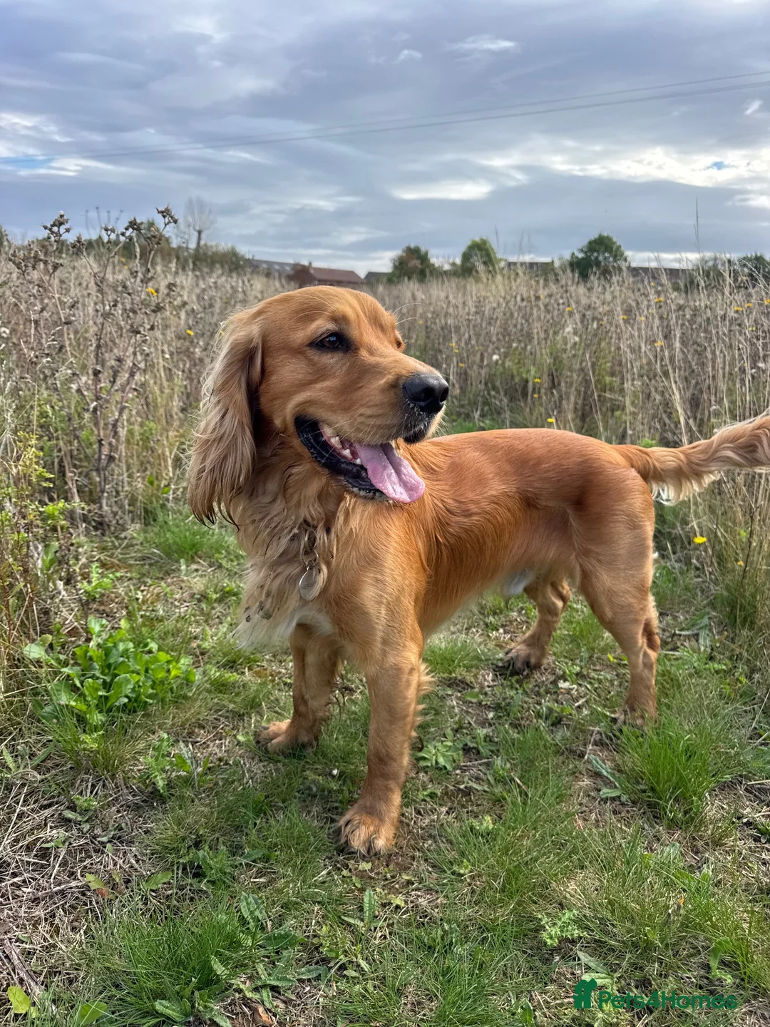 Cocker Spaniel dogs for stud: Handsome Golden Working Cocker for Stud KC Reg - Advert 1