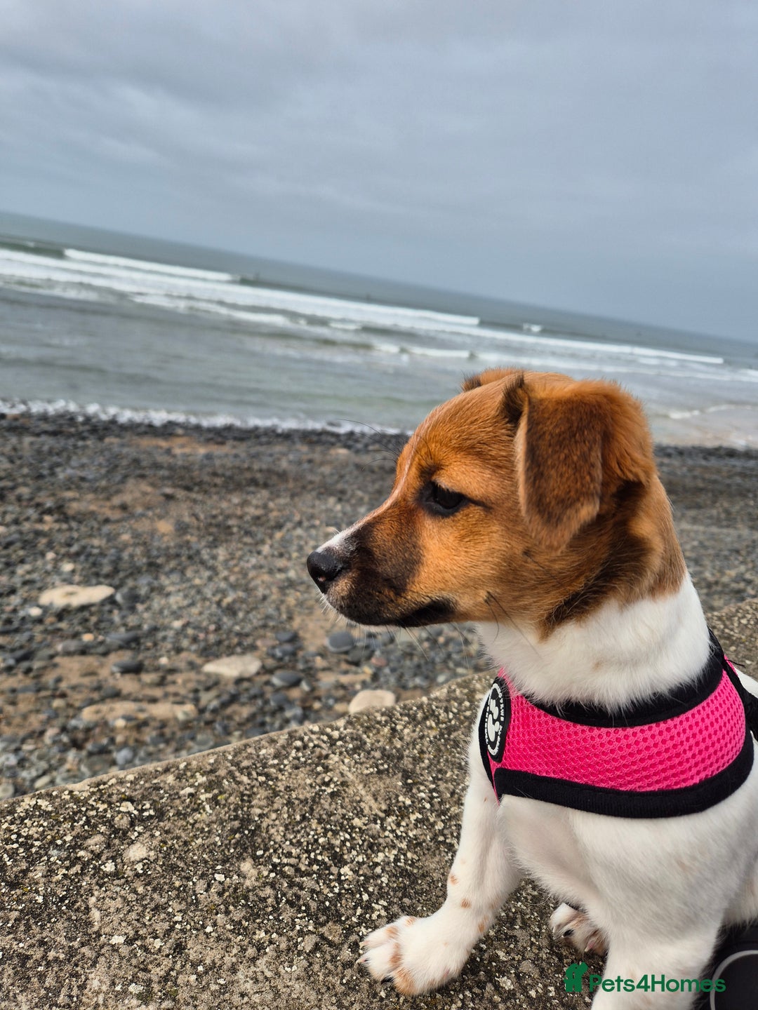 Jack Russell dogs for sale: Beautiful Jack Russell - Image 10