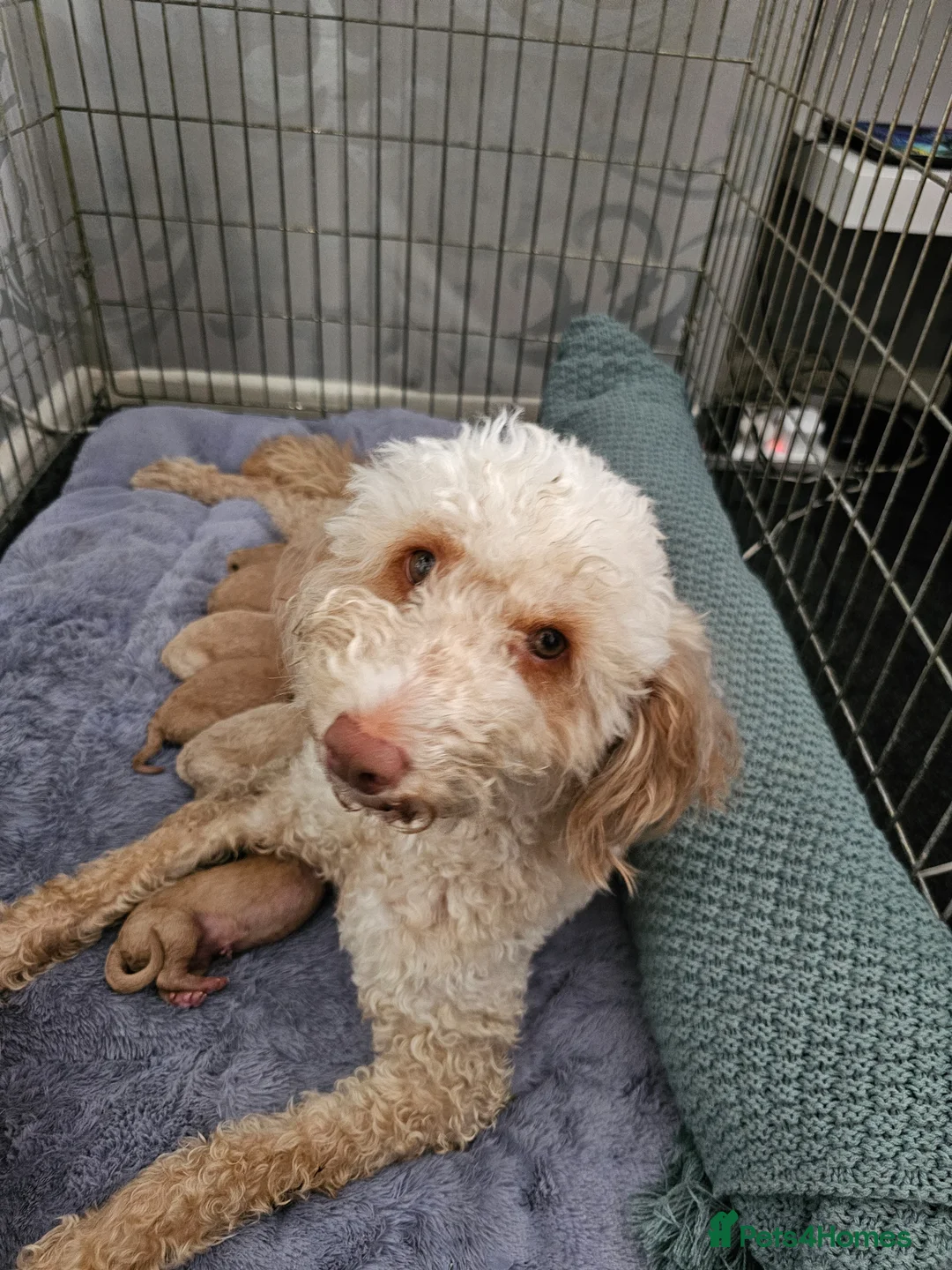 Mini Goldendoodle dogs for sale: Multigeneration Miniature Goldendoodle Puppies in Poole - Advert 5