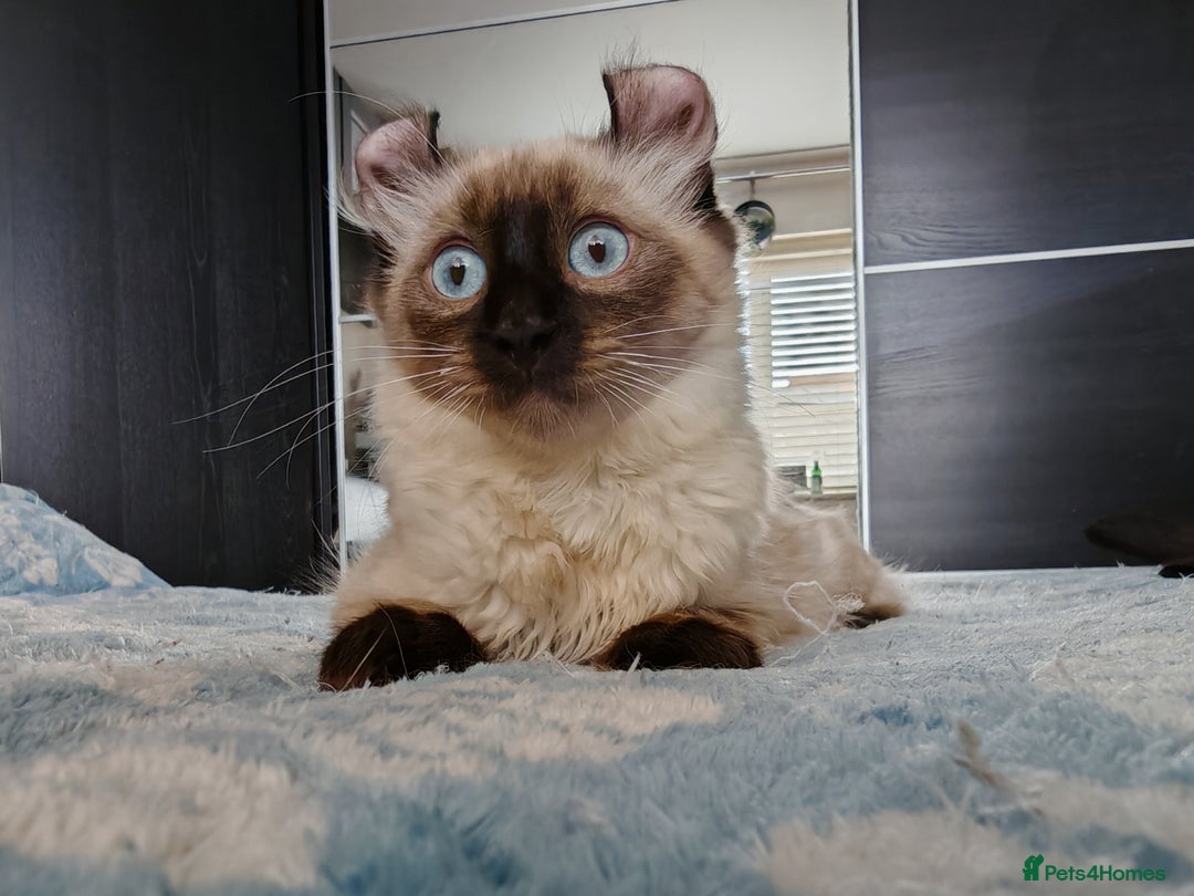 American Curl cats for sale: Two very rare and wonderful kittens for sale - Image 33