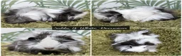 Guinea Pig rodents for sale: Long Haired Baby Guinea Pigs in Roche Cornwall - Advert 9