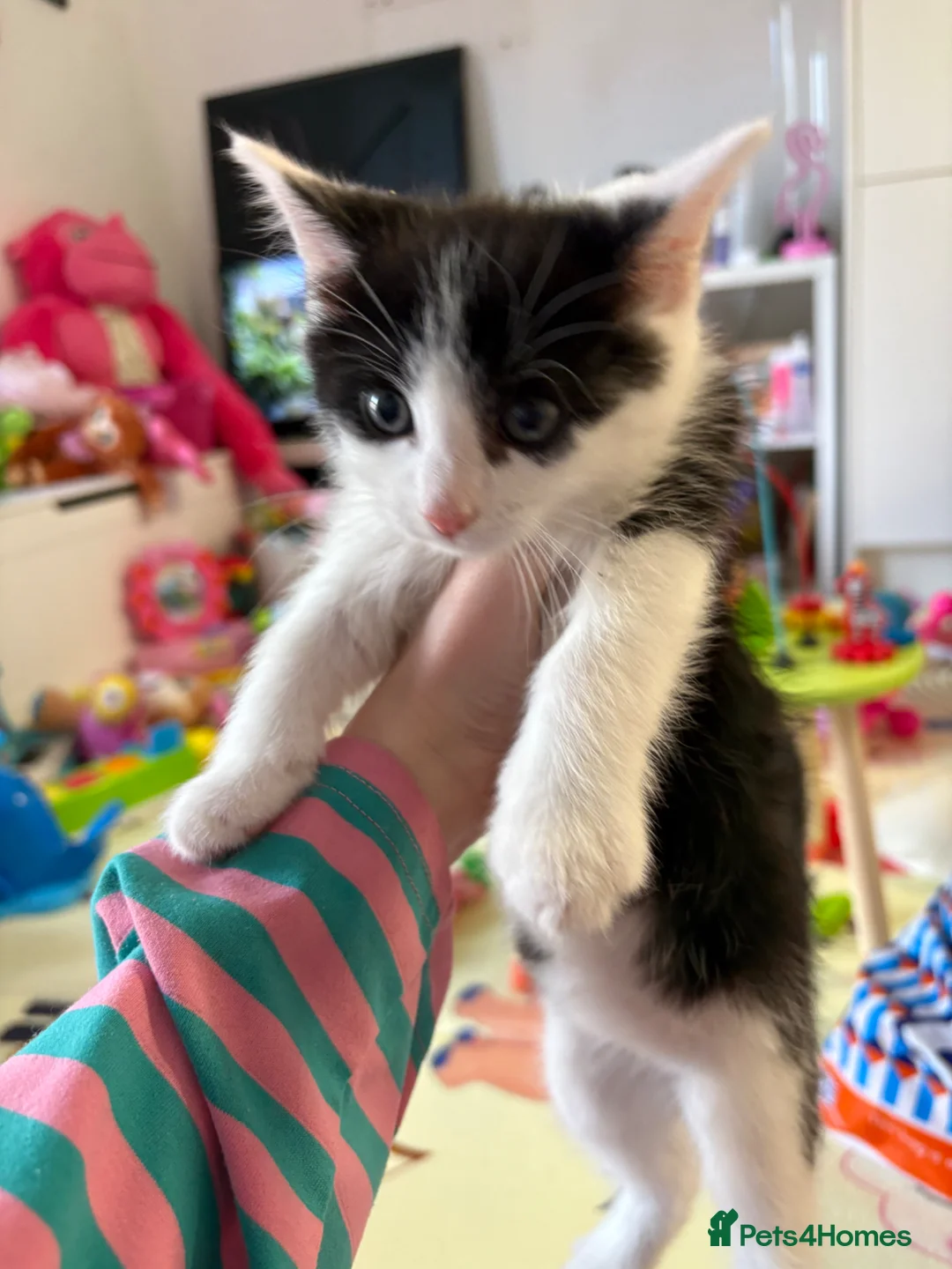 Mixed Breed cats for sale: 3x kittens for sale and the mother cat in Chester-le-Street - Advert 1