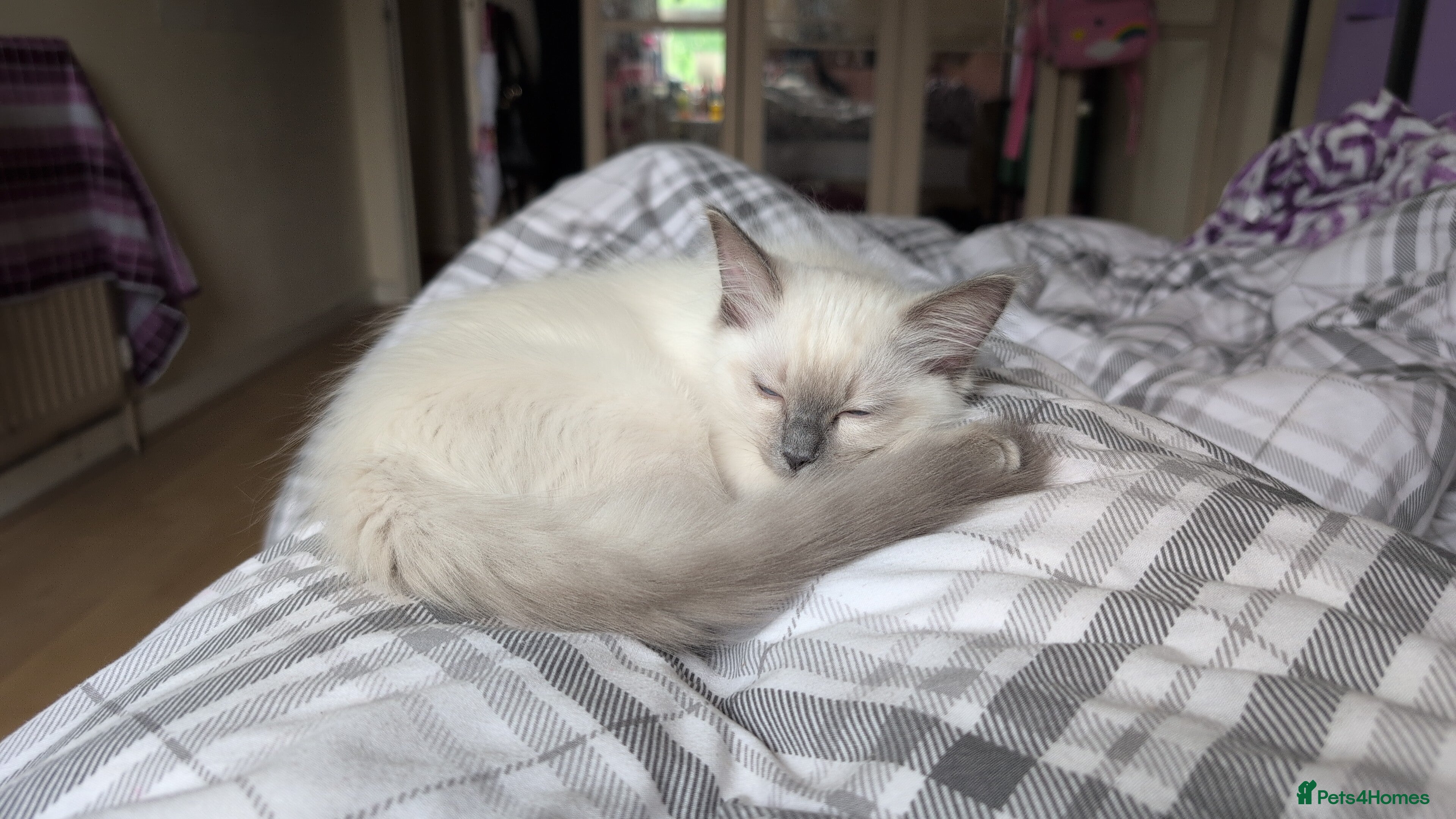 Ragdoll cats Purebred Ragdoll Bluepoint Kitten - Advert 1