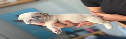 French Bulldog dogs for sale: French Bulldog Puppies – Ready 11th July  in Rossendale - Advert 32