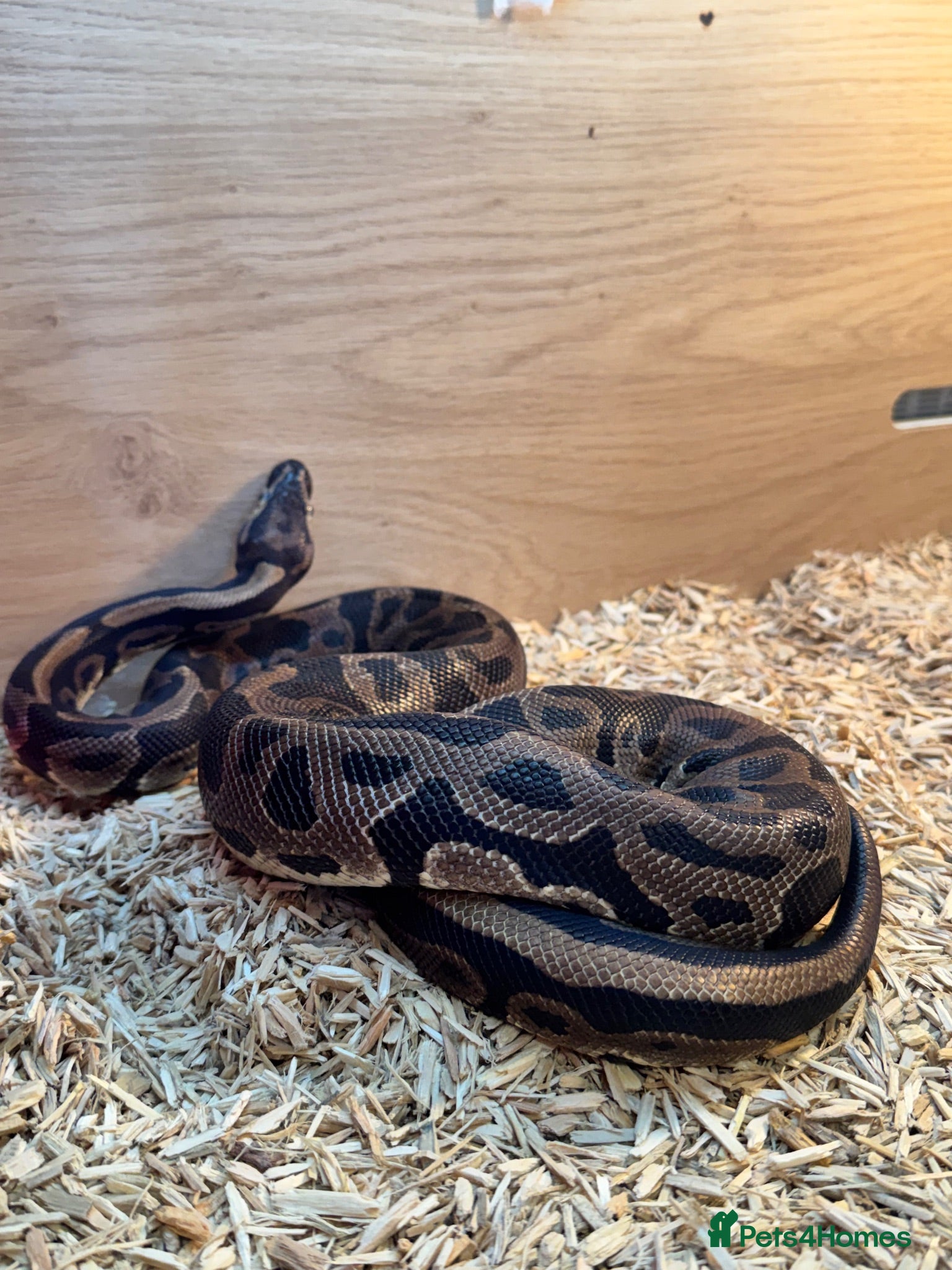Python Snake reptiles 2 royal pythons & Viv  - Advert 10
