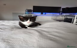 Mixed Breed cats for sale: Beautiful kittens - Image 15