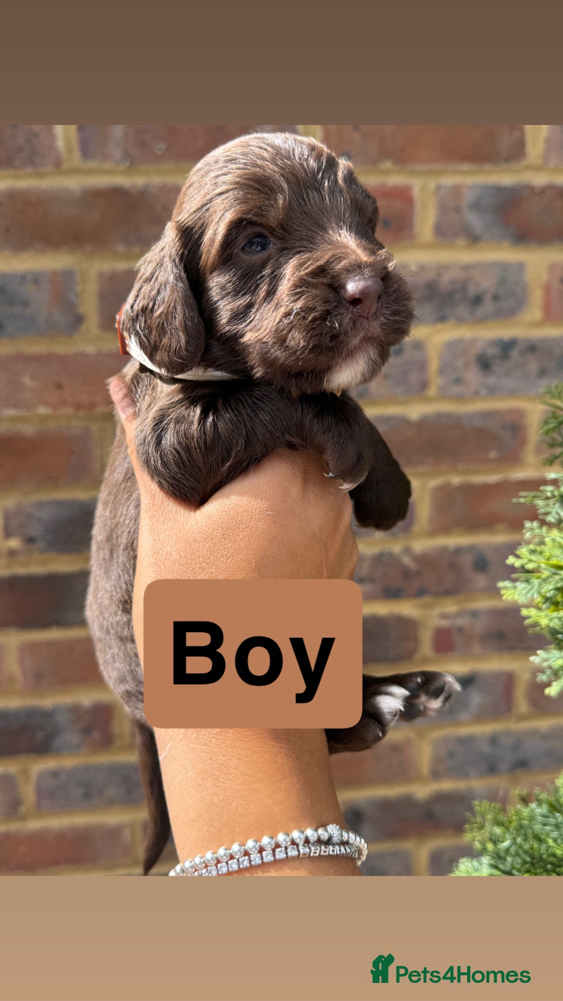 Sprocker Puppy 1