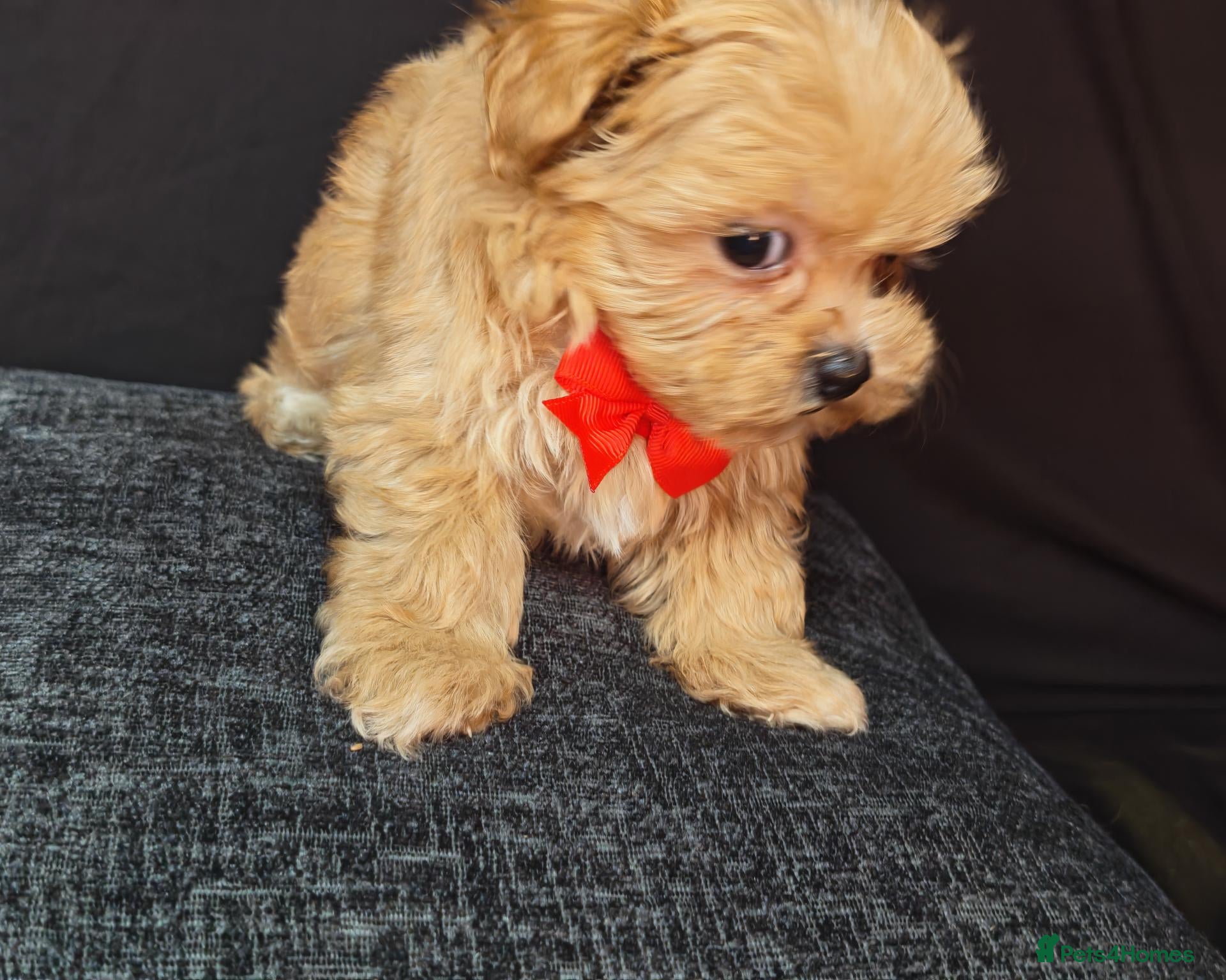Maltipoo dogs Maltipoo Miny ready to Leave soon - Advert 8