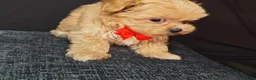 Maltipoo dogs for sale: Maltipoo Miny ready to Leave soon - Advert 28