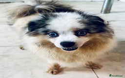Pomeranian dogs for sale: Female - Image 2