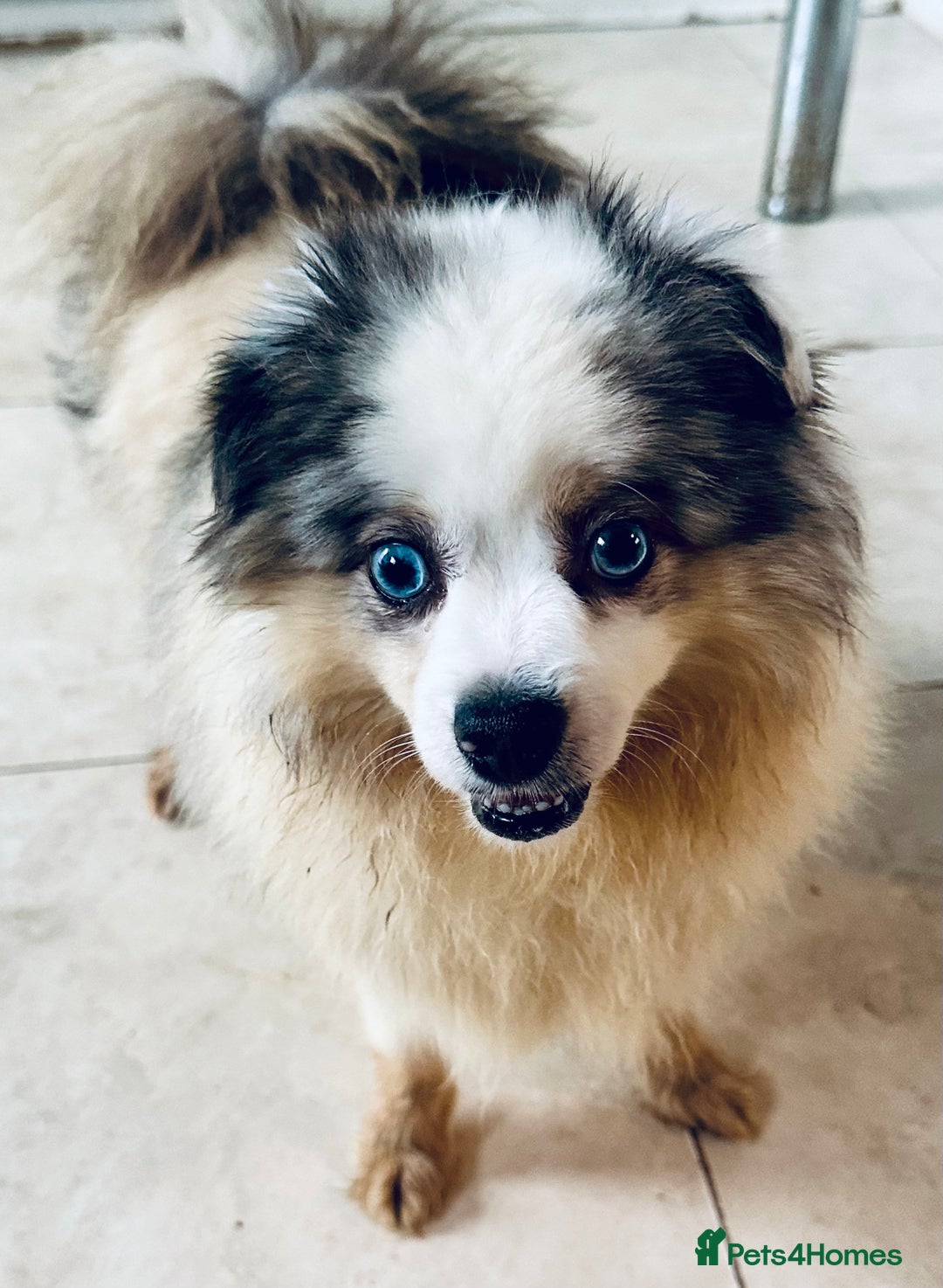 Pomeranian dogs for sale: Female - Image 2