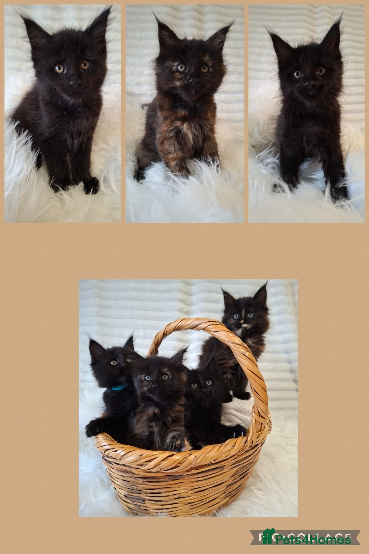 Maine Coon cats 🐾🐈‍⬛GORGEOUS 8 WEEK OLD MAINE COON KITTENS🐈‍⬛🐾 - Advert 14