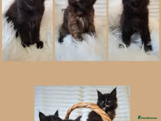 Maine Coon cats 🐾🐈⬛GORGEOUS 8 WEEK OLD MAINE COON KITTENS🐈⬛🐾 - Advert 14