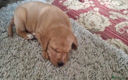 Labrador Retriever dogs for sale: Labrador puppies looking for 5* homes - Image 16