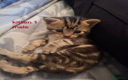British Shorthair cats for sale: Beautiful kittens 😸  - Image 1