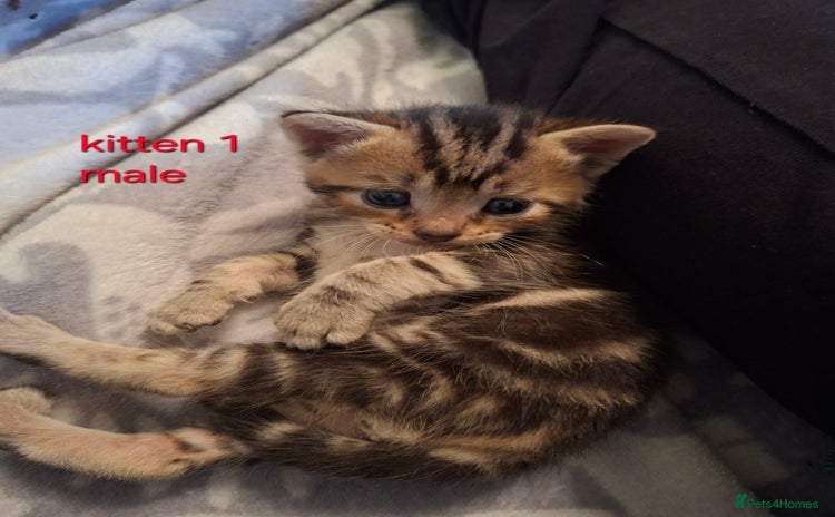 British Shorthair cats for sale - Advert 1