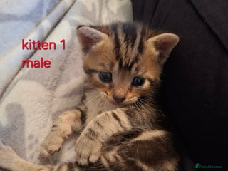 British Shorthair cats - Advert 25