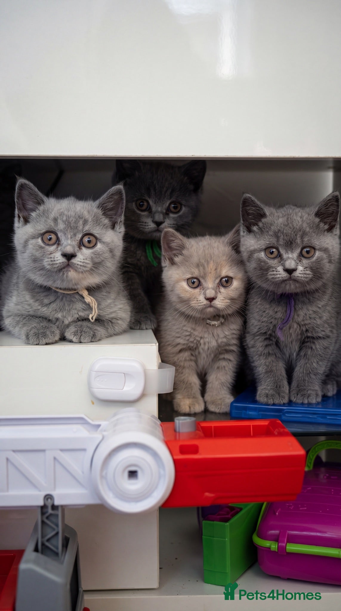 British Shorthair cats Beautiful Blue British Shorthair Kittens Ready Now - Advert 1