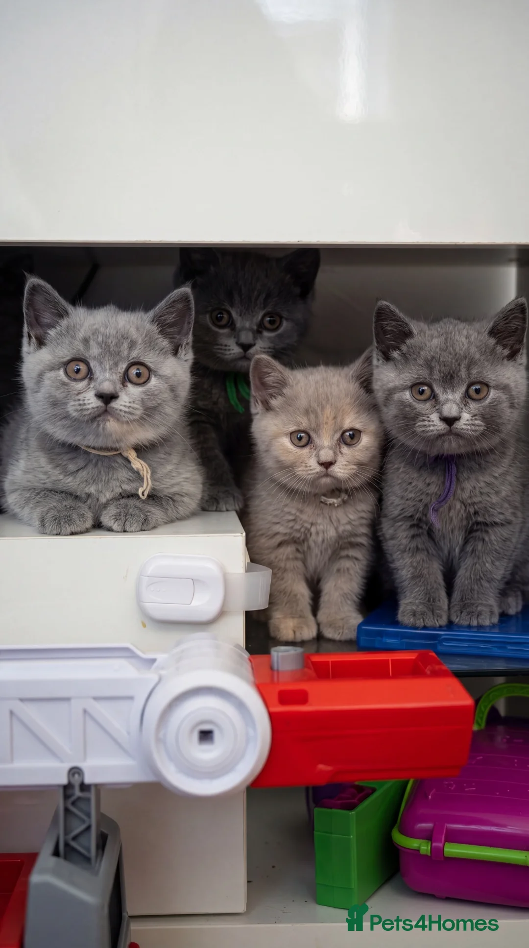 British Shorthair cats for sale: Beautiful Blue British Shorthair Kittens Ready Now - Advert 1