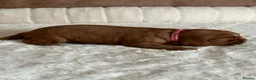 Cavalier King Charles Spaniel dogs for sale: * KC Reg Health Tested Puppies *  - Advert 6